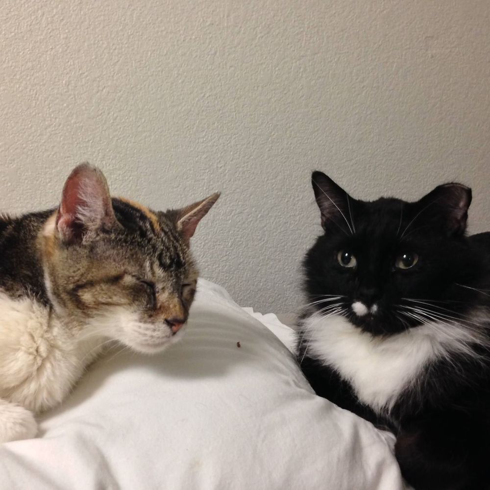 Meet your Posher, Alicia